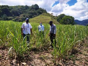 Proyecto caña - Asoseynekun