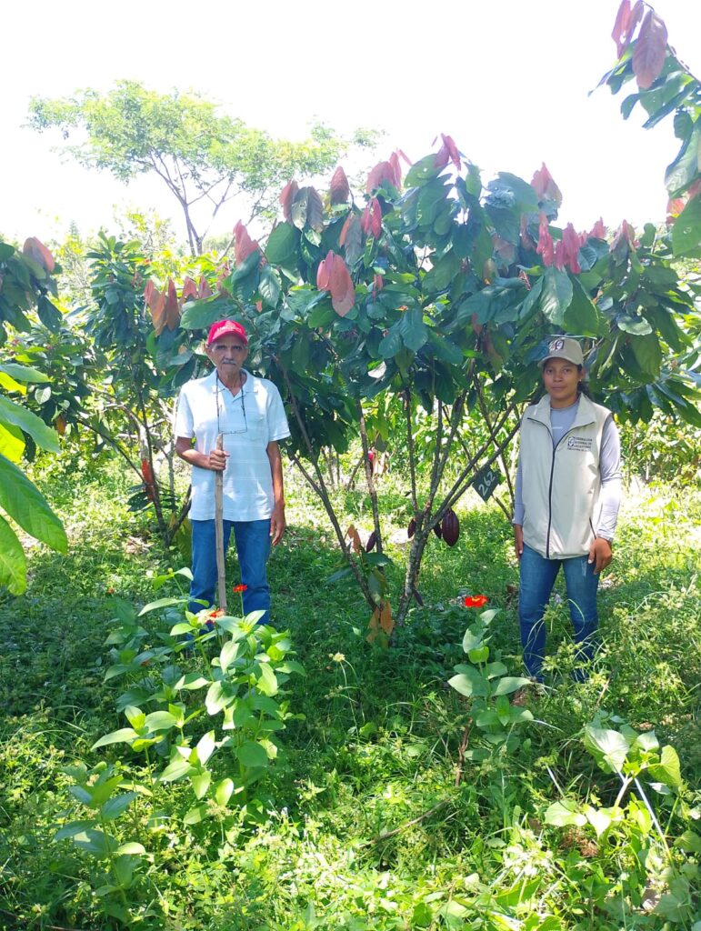 Sistemas agroforestales en Asoseynekun con cultivo de cacao bajo árboles de sombra