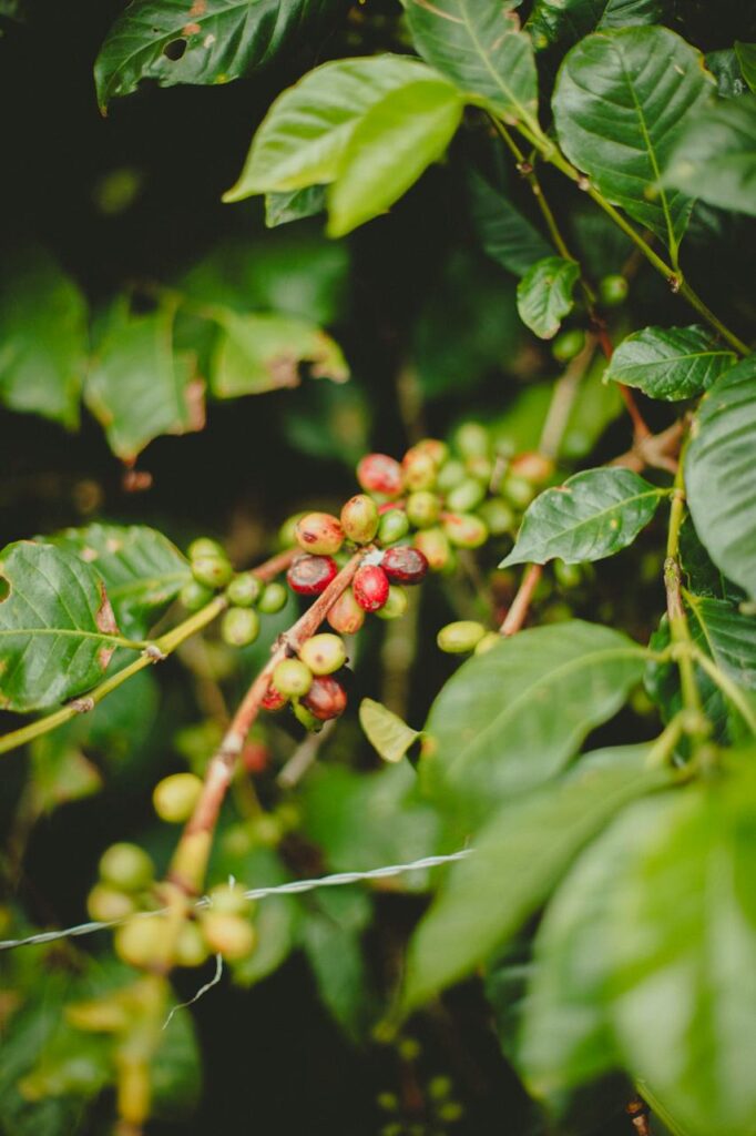 grano de café